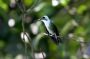 Trinidad2005 - 117 * White-chested Emerald Hummingbird.